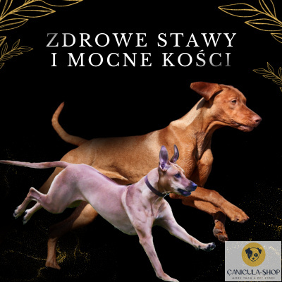 Lab-V Olej z Łososia 100% Dla Psa i Kota 100ml Lab-V Olej z Łososia 100% Dla Psa i Kota 100ml